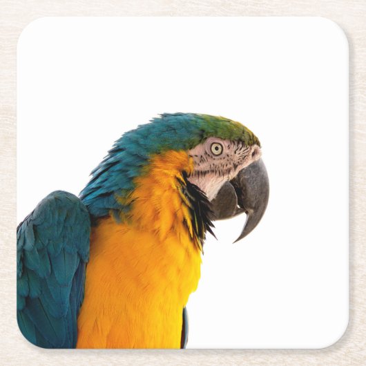 Parrot Notes Rechteckiger Pappuntersetzer (Vorderseite)