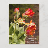 Parrot Orange Tulips Denken Sie an Sie Postkarte (Vorderseite)