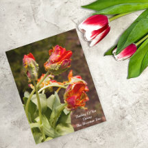 Parrot Orange Tulips Denken Sie an Sie