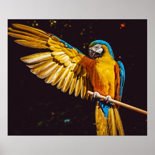 Parrot Out Stretched Wing Poster (Vorne)