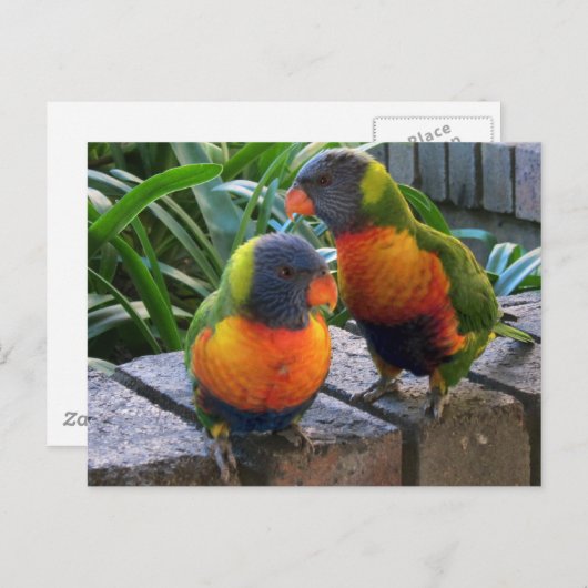 Parrot Pals Postkarte (Vorne/Hinten)