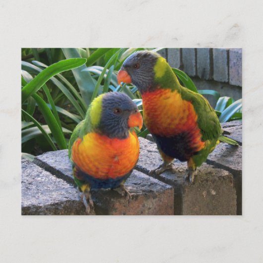 Parrot Pals Postkarte (Vorderseite)