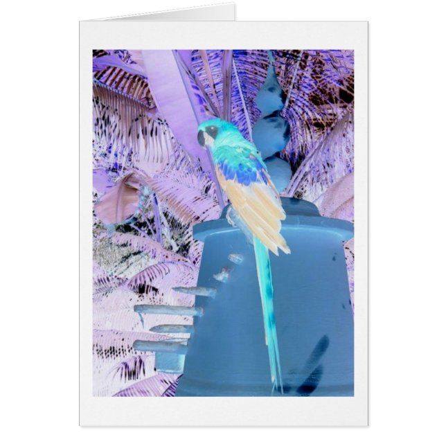 Parrot Pop Art (Vorne)