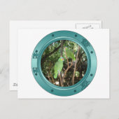 Parrot Porthole Postkarte (Vorne/Hinten)