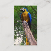 Parrot Pose ~ Visitenkarte (Rückseite)