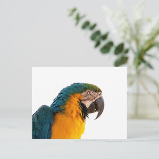 Parrot Post-it Notes Postkarte (Stehend Vorderseite)