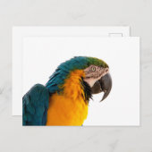 Parrot Post-it Notes Postkarte (Vorne/Hinten)