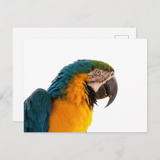 Parrot Post-it Notes Postkarte (Vorne/Hinten)