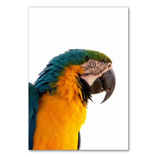 Parrot Post-it Notes Tischnummer (Vorderseite)