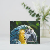 Parrot Postcard Postkarte (Stehend Vorderseite)