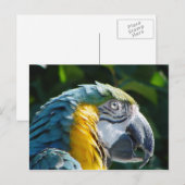 Parrot Postcard Postkarte (Vorne/Hinten)