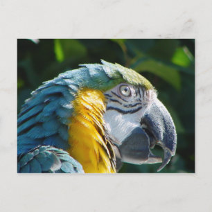 Parrot Postcard Postkarte