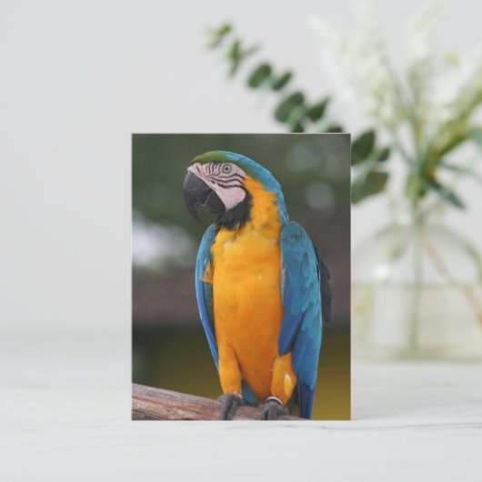 Parrot Postcard Postkarte (Stehend Vorderseite)