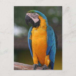 Parrot Postcard Postkarte
