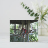 Parrot Postcard Postkarte (Stehend Vorderseite)
