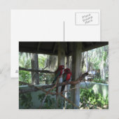 Parrot Postcard Postkarte (Vorne/Hinten)