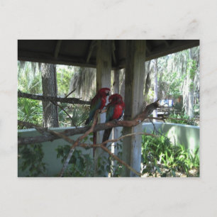 Parrot Postcard Postkarte