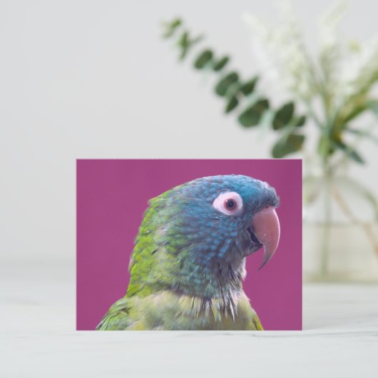 Parrot Postcard Postkarte (Stehend Vorderseite)