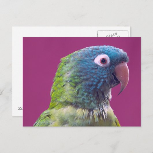 Parrot Postcard Postkarte (Vorne/Hinten)