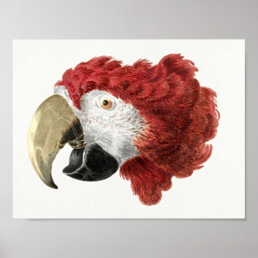 Parrot Poster (Vorne)