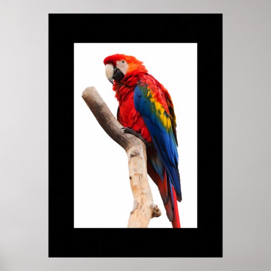Parrot Poster (Vorne)