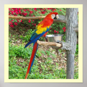 Parrot Poster