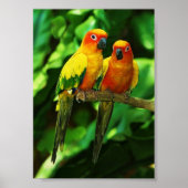 Parrot Poster (Vorne)