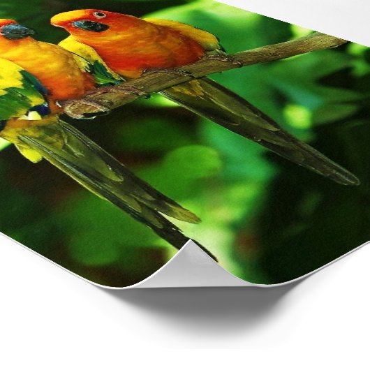 Parrot Poster (Ecke)