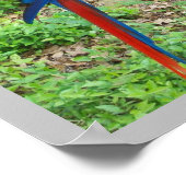 Parrot Poster (Ecke)