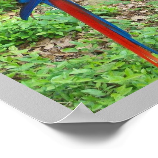 Parrot Poster (Ecke)