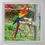 Parrot Poster (Vorne)