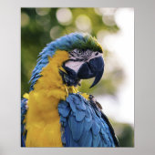 Parrot-Profil-Portrait-Foto Poster (Vorne)