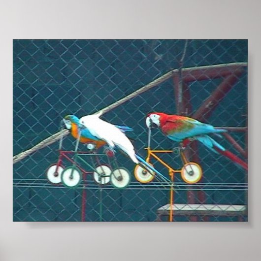 Parrot Race, Thailand Poster (Vorne)