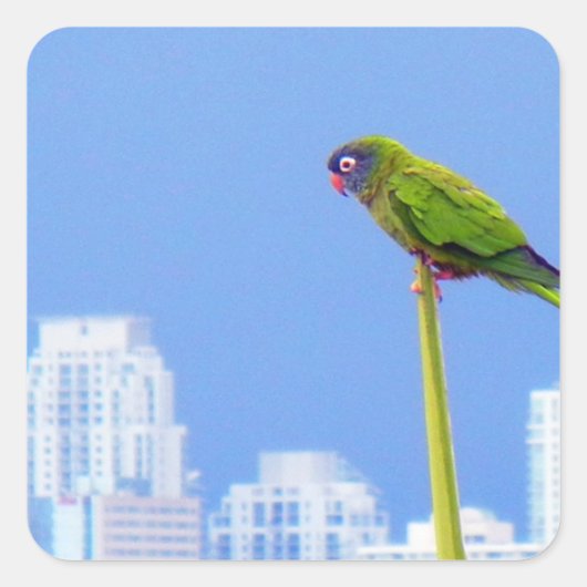 ~Parrot~ STICKER, WERBUNG, ZURÜCK Quadratischer Aufkleber (Vorderseite)