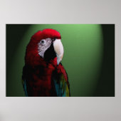 Parrot Talk 36 x 24 Poster (Vorne)