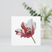 Parrot Tulip 10x  Karte (Stehend Vorderseite)