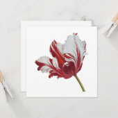 Parrot Tulip 10x  Karte (Vorderseite/Rückseite Beispiel)