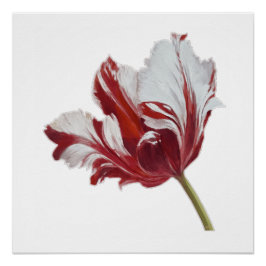 Parrot Tulip Fine Art Print Poster