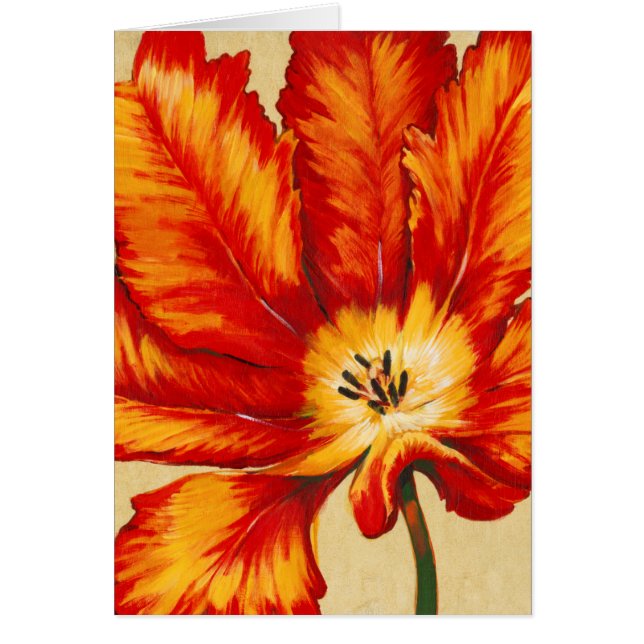 Parrot Tulip II (Vorne)