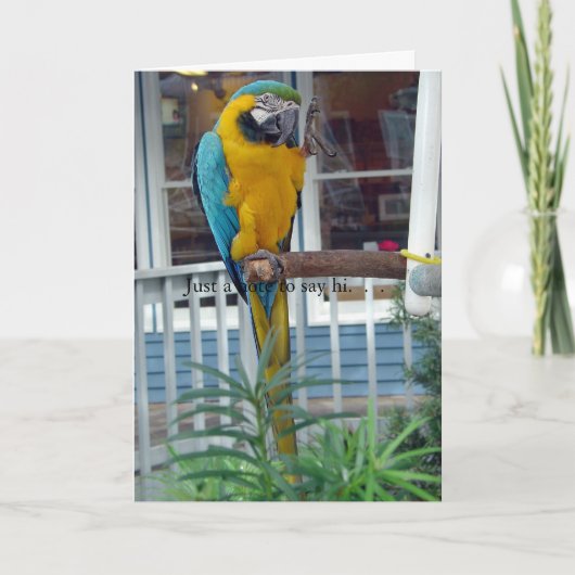 Parrot Waving Hello Card - Nur eine Notiz um zu sa Karte (Vorderseite)