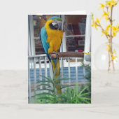 Parrot Waving Hello Card - Nur eine Notiz um zu sa Karte (Gelbe Blume)