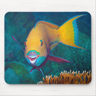 Parrotfish - auffallendes Make-up! Farbiges Foto Mousepad