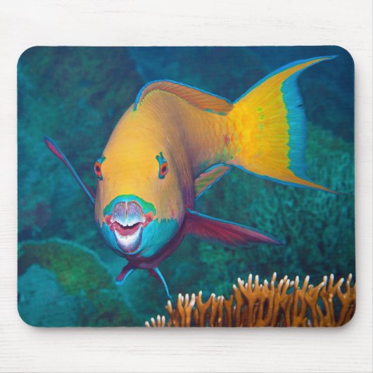 Parrotfish - auffallendes Make-up! Farbiges Foto | Mousepad (Vorne)