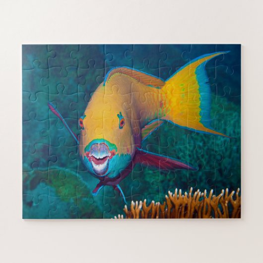 Parrotfish - auffallendes Make-up! Farbiges Foto | Puzzle (Horizontal)