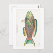 "PARROTFISH" MEERESWELT POSTCARD POSTKARTE (Vorne/Hinten)