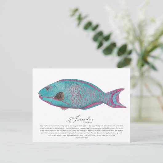 Parrotfish Postkarte (Stehend Vorderseite)