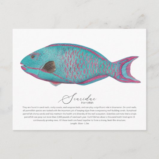 Parrotfish Postkarte (Vorderseite)