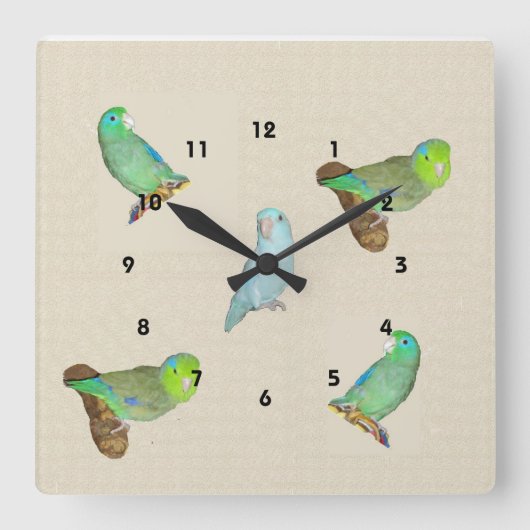 Parrotlet Flock Quadratische Wanduhr (Vorderseite)
