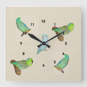 Parrotlet Menge Quadratische Wanduhr