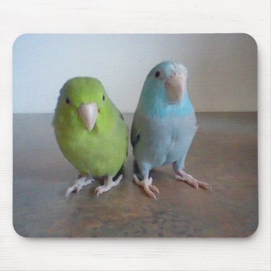 Parrotlet Mousepad (Vorne)